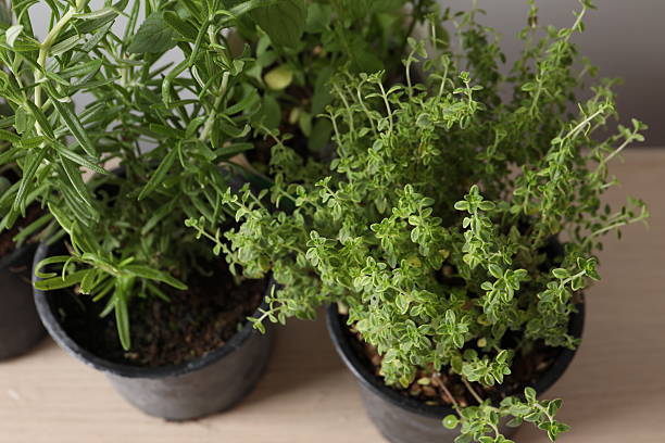 istock Different herbs growing in the pots 2251220515