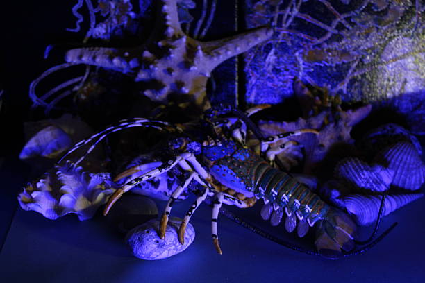 Caribbean spiny lobster (Panulirus argus).