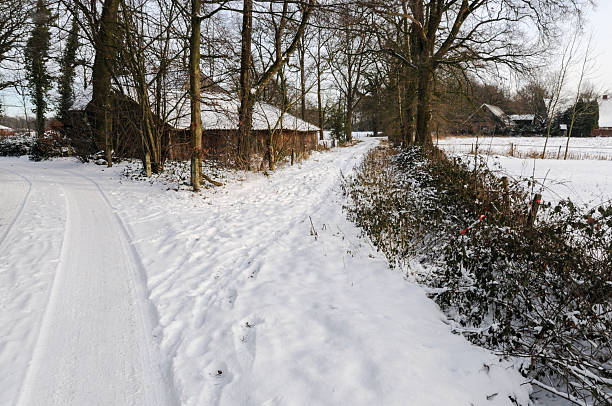 Frozen birch trees along a single lane road