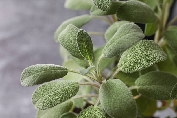Sage plant growing in the pot