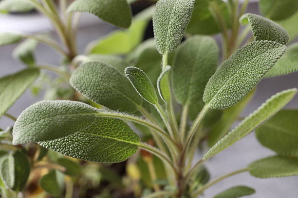 Sage plant growing in the pot