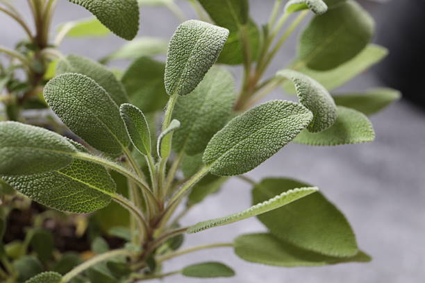 Organically arranged sage leaves displayed on a neutral textured surface, showcasing natural themes emphasizing botany, simplicity, and green aesthetics