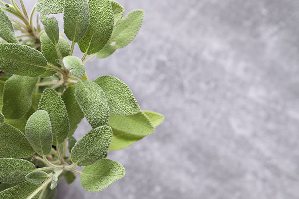 istock Sage plant growing in the pot 2251223054