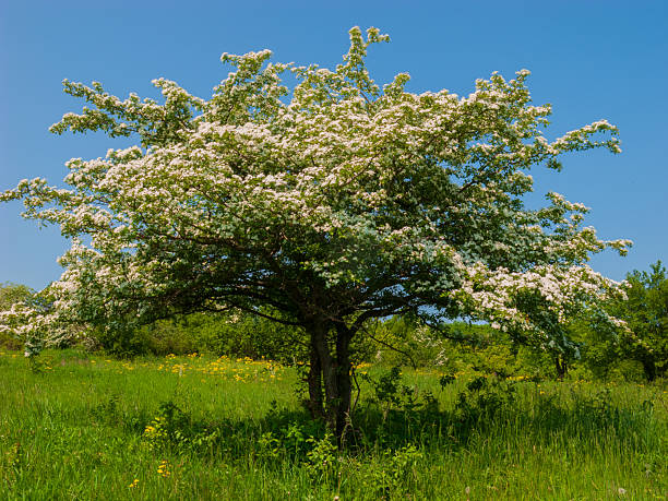 istock Blooming hawthorn bush in a spring meadow. 2251223286