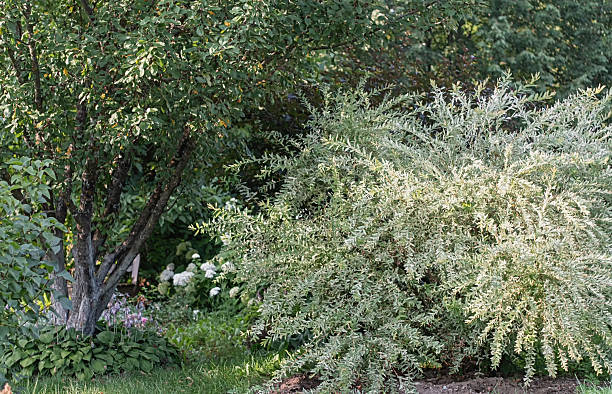 istock decorative willow hakuro nishiki shrub in summer garden landscape 2251226321
