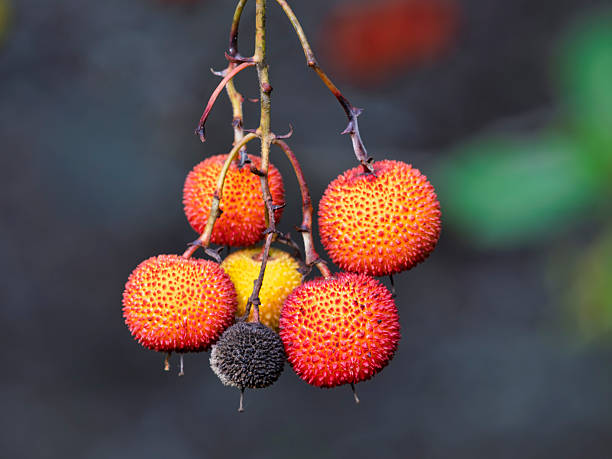 Ripe strawberry trees on a branch.