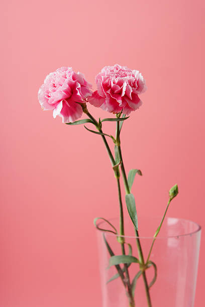 istock Pink carnation flowers against a soft gradient pink background, showcasing delicate petals and natural beauty, ideal for floral themes, romantic designs, and minimalist decoration. 2251228648