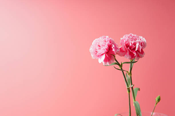 istock Pink carnation flowers against a soft gradient pink background, showcasing delicate petals and natural beauty, ideal for floral themes, romantic designs, and minimalist decoration. 2251228651