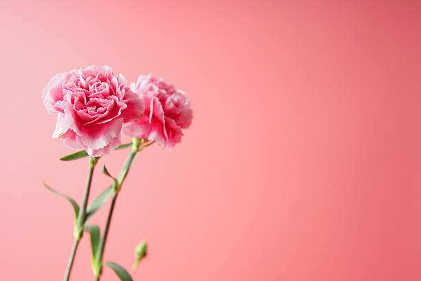 Pink carnation flowers against a soft gradient pink background, showcasing delicate petals and natural beauty, ideal for floral themes, romantic designs, and minimalist decoration.