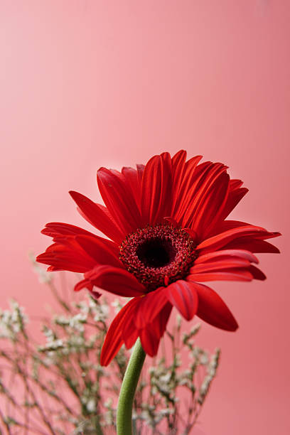 Red gerbera daisy isolated on a soft pink background, highlighting its vibrant petals and minimalist beauty. Ideal for floral themes, decoration concepts, wellness visuals, and product design.