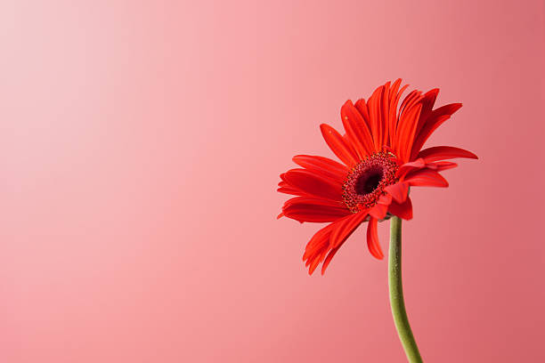 Red gerbera daisy isolated on a soft pink background, highlighting its vibrant petals and minimalist beauty. Ideal for floral themes, decoration concepts, wellness visuals, and product design.