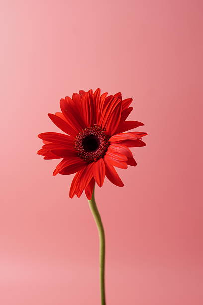 istock Red gerbera daisy isolated on a soft pink background, highlighting its vibrant petals and minimalist beauty. Ideal for floral themes, decoration concepts, wellness visuals, and product design. 2251228809
