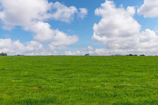 Panoramic view with half image green meadow or grassland and other half with white cumulus clouds and blue sky as background