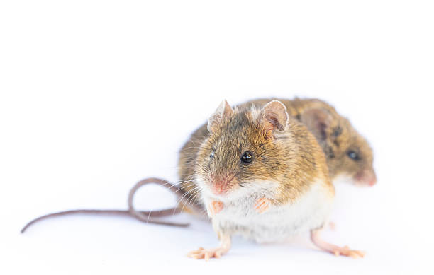 istock Algerian mouse (Mus spretus)  - Pair of mices on white background 2251229352