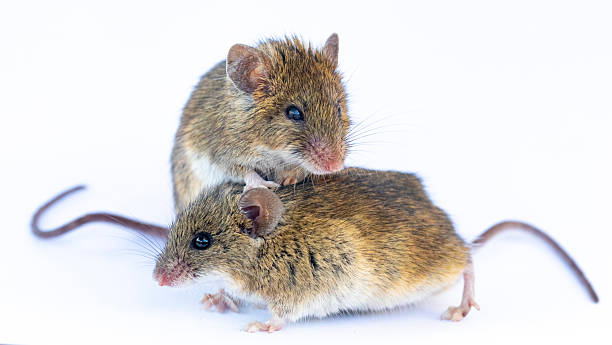 istock Algerian mouse (Mus spretus)  - Pair of mices on white background 2251229379
