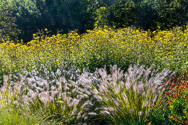 istock Colorful maximilian sunflower 2251229460