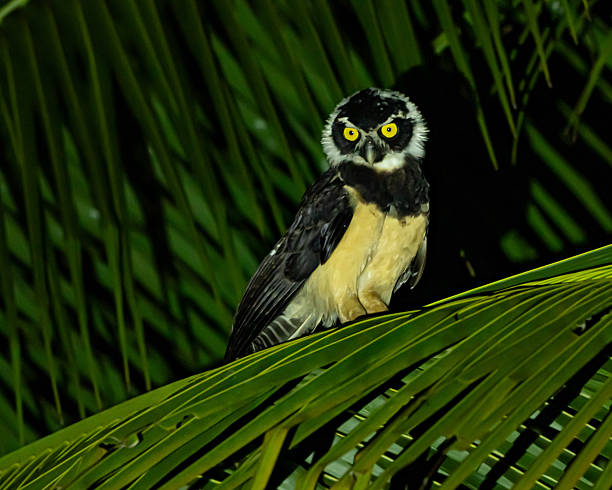 Spectacled Owl perched in a palm tree