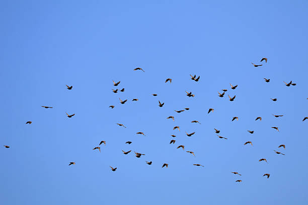 A big flock of birds in the sky