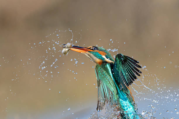 istock Kingfisher fishing 2251231507