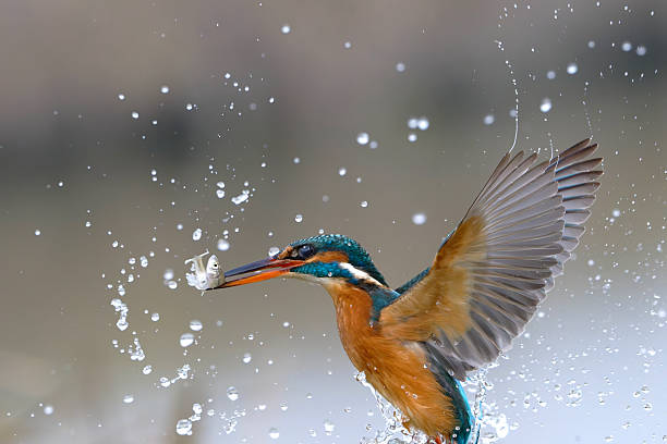 Animal Body Part, Animal Themes, Animal Wildlife, Animals In The Wild, Beauty In Nature