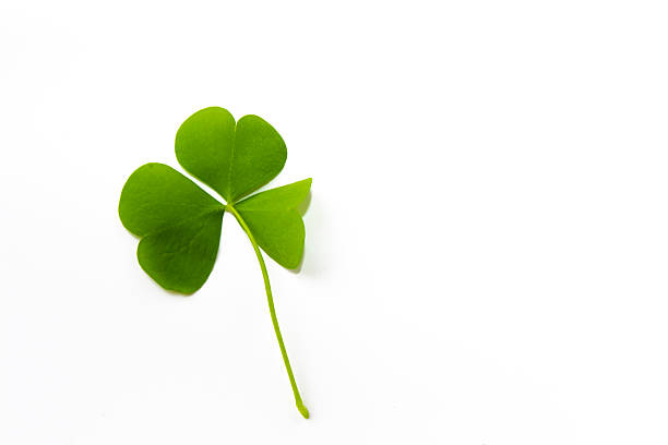 istock green clover leaves isolated on white background. St.Patrick 's Day 2251231870