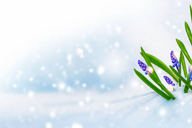 istock hyacinth flower growing in snow in early spring forest 2251231873