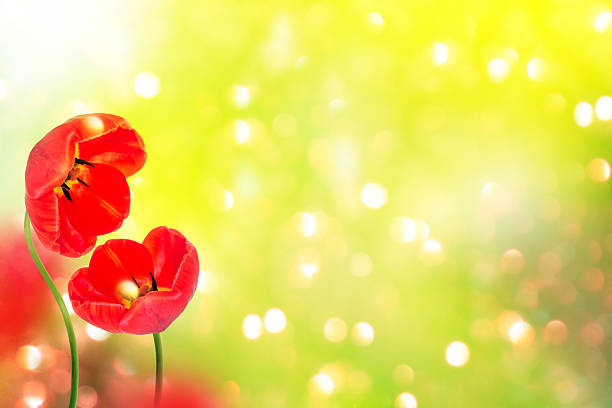 spring flowers tulips isolated on blue background. floral collection.