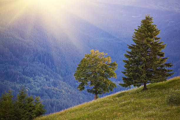 istock Landscape with pine forests in the mountains 2251232063