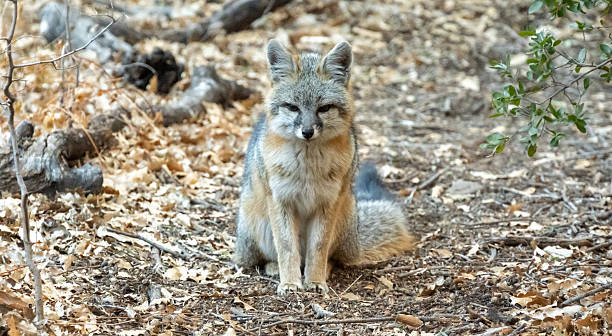 istock Gray Fox Sits On Trail In Big Bend 2251232074
