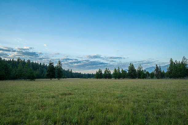 istock Open Meadow In The Pole Bridge Area Of Glacier 2251232490