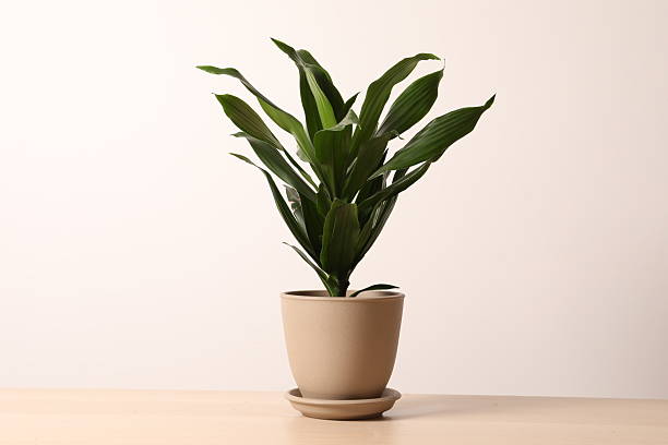 istock Green dracaena Compacta plant near white wall, space for text. House decor 2251232835