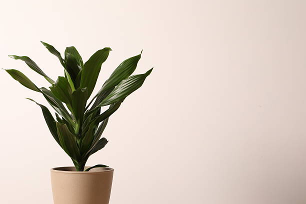 istock Green dracaena Compacta plant near white wall, space for text. House decor 2251232966