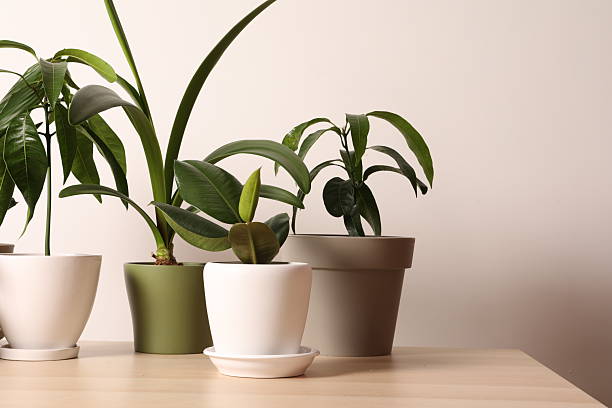 Greenery growing in flowerpots on the table in the interior