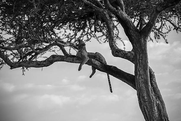 istock Leopard Yawning While Relaxing on a Tree Branch in Serengeti National Park 2251235765