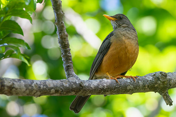 istock Olive Thrush (Turdus olivaceus), Wilderness, Western Cape, South Africa 2251235804