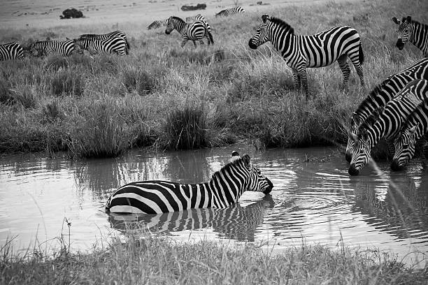 istock Zebras Cooling Down and Drinking in a Pond in African Savanna 2251235886