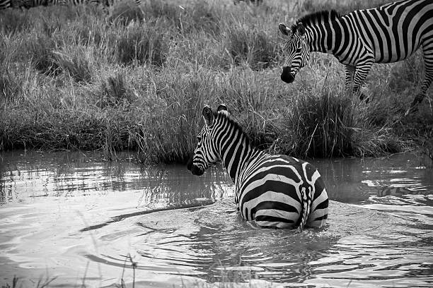 istock Zebras refreshing in african watering hole during summertime 2251235908