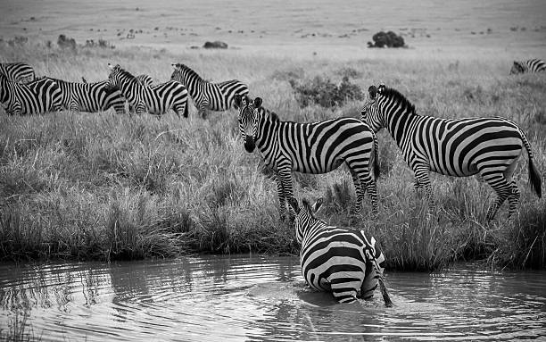 istock Zebras cooling down in a pond in the african savannah 2251235944