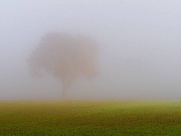 Umbria, Italy:Lonely tree in the fog