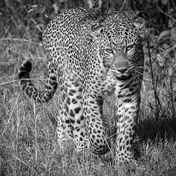 istock Leopard walking in the African savanna looking for preys 2251236114