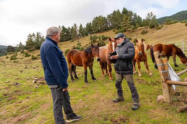 Young man stroking horses at the farm in summer day.