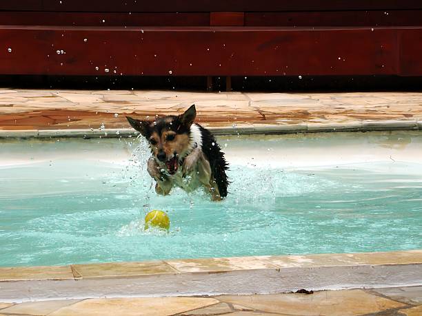 istock Dog jumping into the pool to catch a ball 2251239227