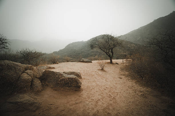 Tree in the middle of a mountainous desert road.