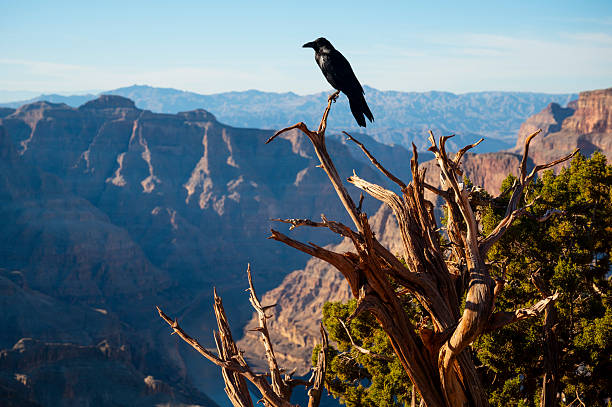 Raven perched on a dead tree branch with the vast and dramatic landscape of the Grand Canyon, Arizona, in the background