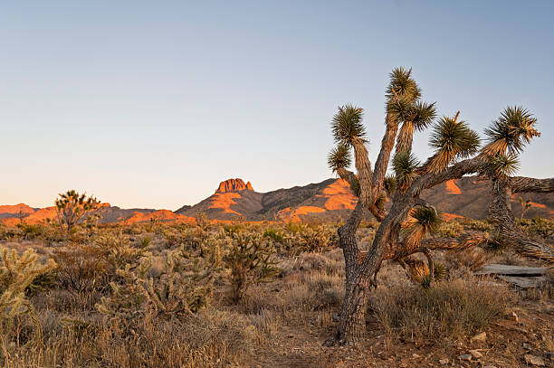 istock Joshua Tree desert landscape with a mountain at golden hour 2251240784