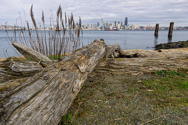 Driftwood logs lying on a stony beach with the Seattle skyline across Puget Sound under a cloudy sky
