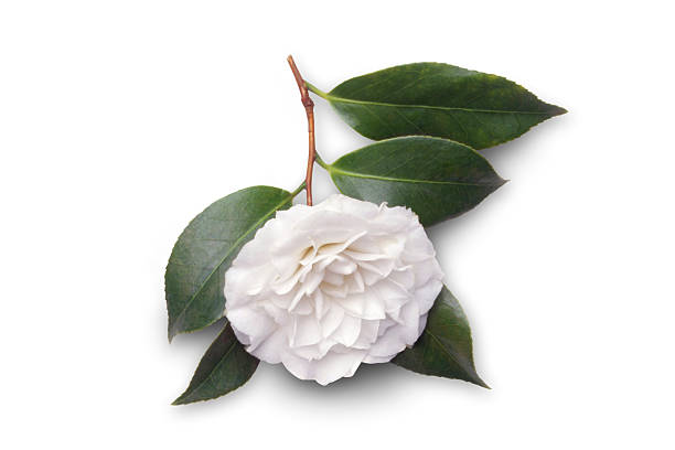 A white camellia flower and leaf stem on a white background.