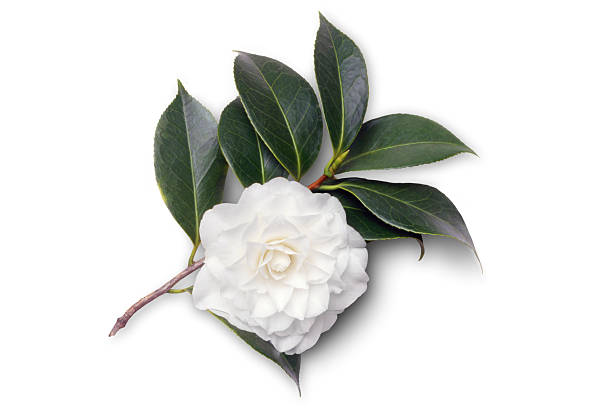 Balsam flowers isolated on white background. There is free space for text. Collage.