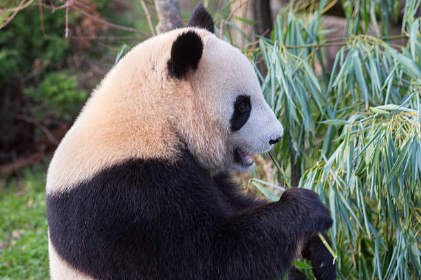 An adorable giant panda eating bamboo shoots photographed in a zoo. A vulnerable species (Ailuropoda melanoleuca).