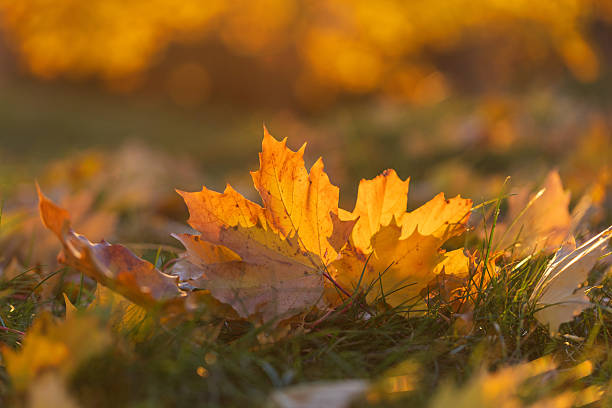 istock A low-angle shot captures an autumn leaf shining under the golden sun. Warm backlighting emphasizes the orange-red tones of the maple leaf resting on damp grass. 2251247345